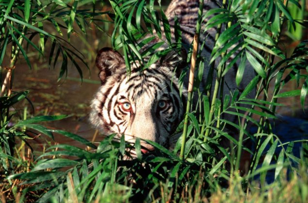 严父慈母解一生肖