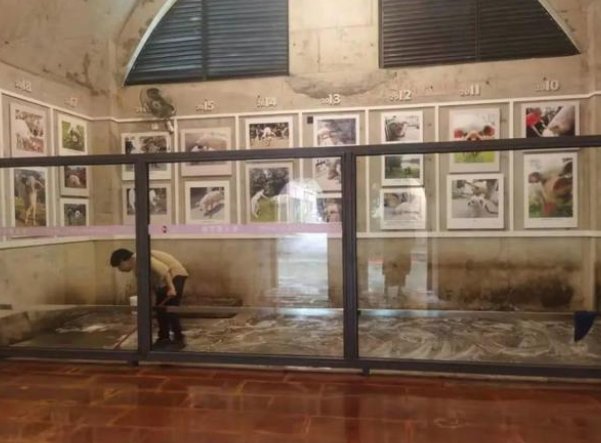 “猪坚强”回家了，它在那场灾难中经历了什么？