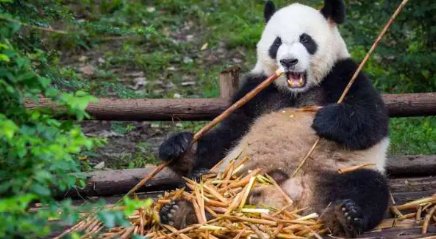 大熊猫有没有冬眠的行为