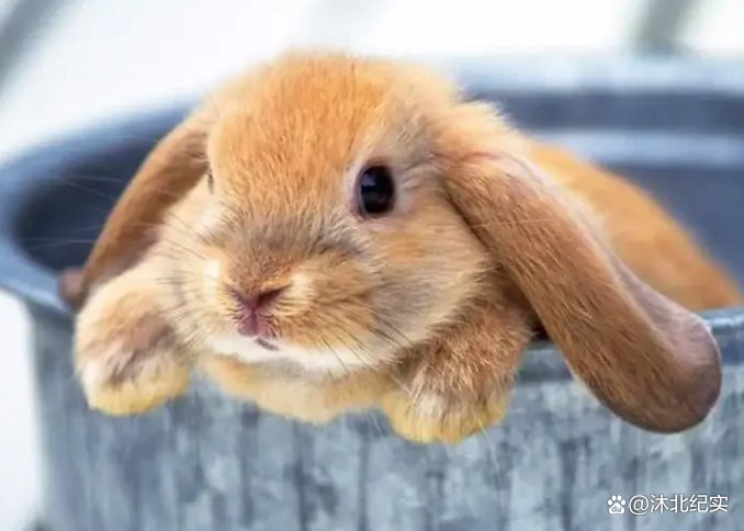 4月开始春风拂面，福气满满，会时来运转的生肖，你知道有谁吗？