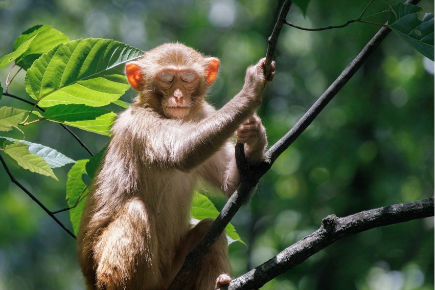 莫衷一是打一生肖