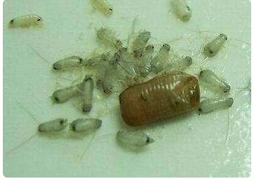 蟑螂卵长什么样子？