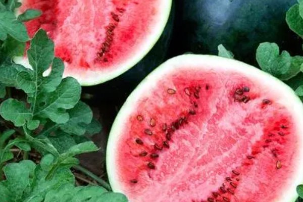 中国最好的西瓜种子排名