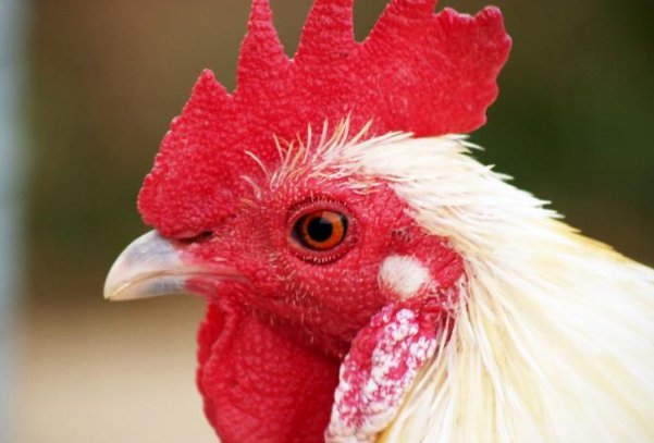 明日黄花打一正确生肖