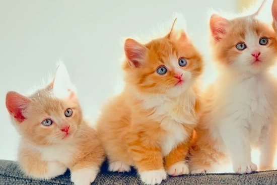 北斗星的动物是什么动物