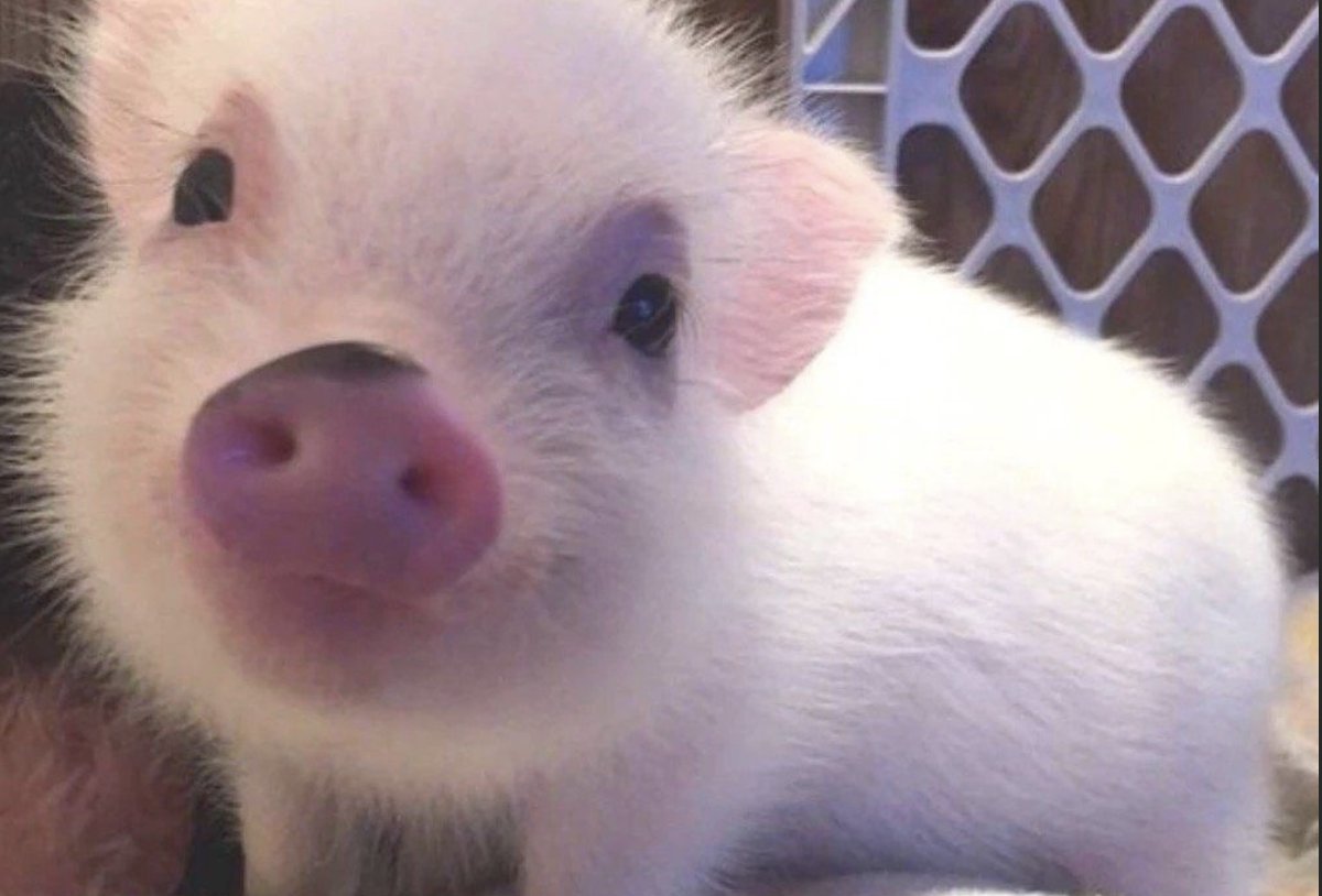 尿滚尿流打一生肖