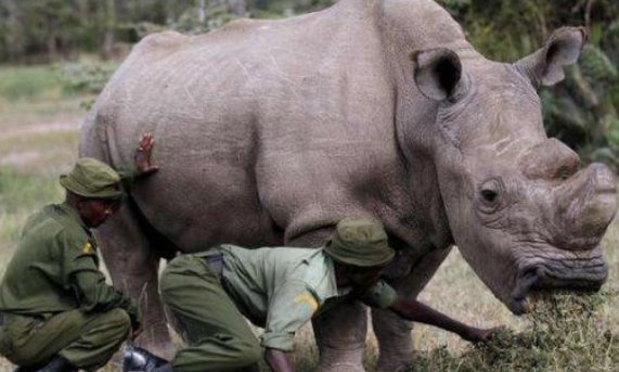 世界上最珍贵的动物