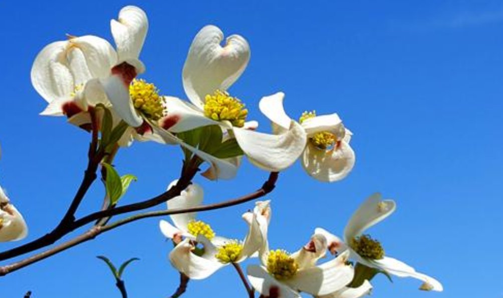 春天还会远吗出自哪里？