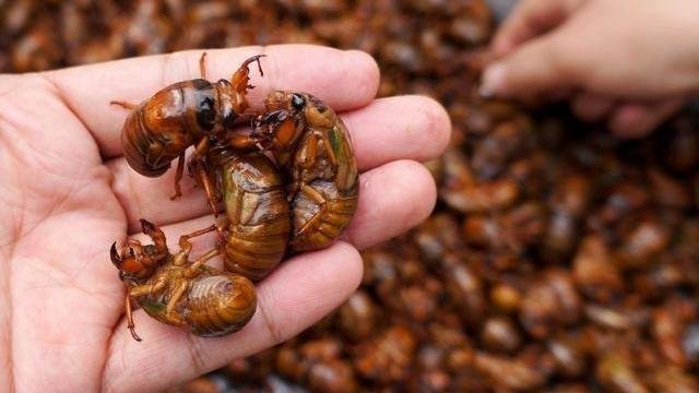 知了猴明明在树上产卵，为何却从地下爬出来呢？