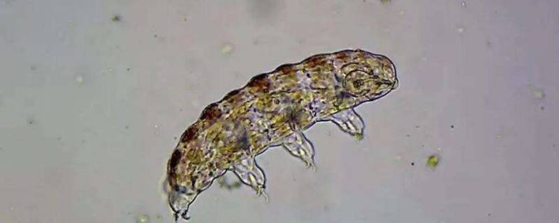 水熊虫会咬人吗