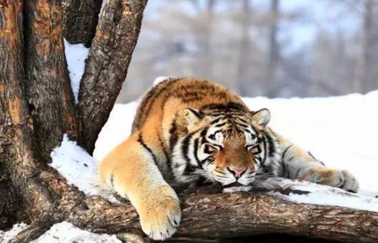 进村伤人的东北虎被命名为了完达山1号，这只东北虎的现状如何？