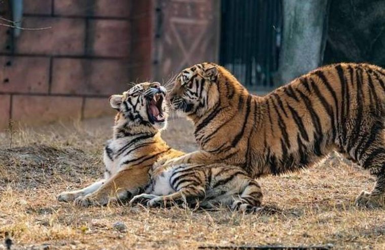 进村伤人的东北虎被命名为了完达山1号，这只东北虎的现状如何？