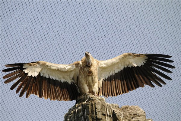 老鹰和大雕的区别是什么