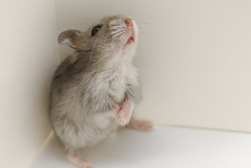 笔底生花打一动物生肖