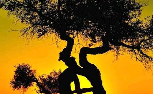 2021314众多情侣打卡连理枝，这个地方对于情侣来说意味着什么？