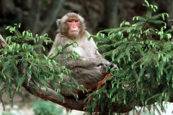 钦敬之忱指什么动物