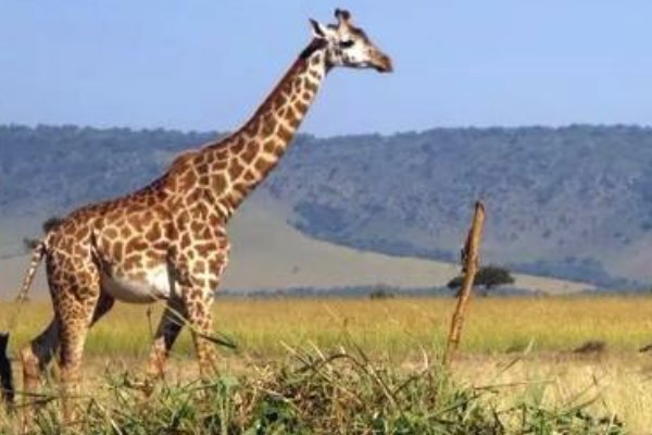 长颈鹿多久不喝水