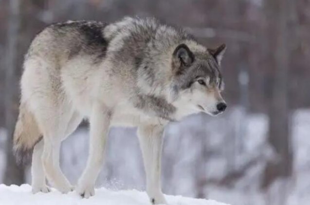 狼的战斗力排名