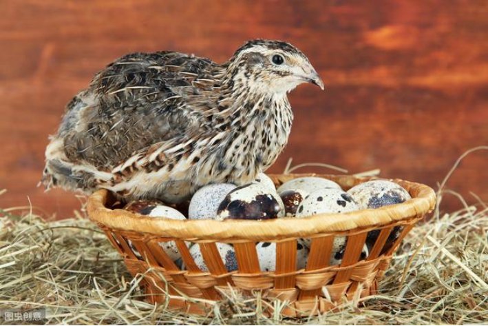 破烂不堪比喻什么动物