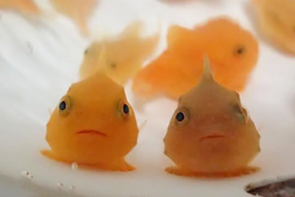 胖胖的肚子能吸在壁上的鱼，如图，有谁知道这是什么鱼吗？