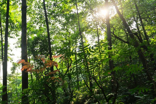 形容树木的四字成语