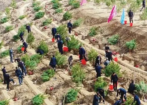 林业三五七什么意思