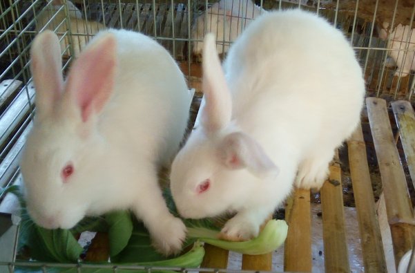 演古劝今是什么意思打一生肖