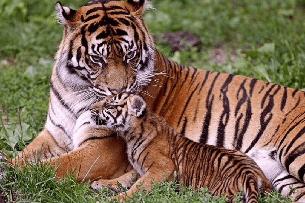 蚊力负山是指什么生肖