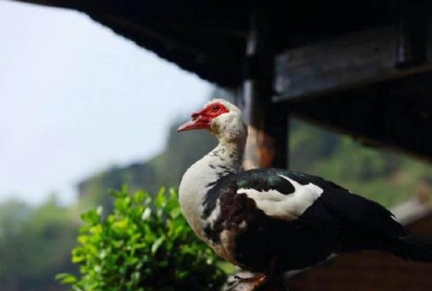 《向往的生活》节目组回应彩灯事件，他们是如何回应的？