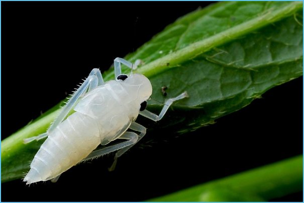 如何捕捉知了的幼虫?如何看出知了的洞？