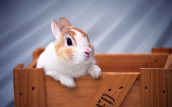 演古劝今是什么意思打一生肖