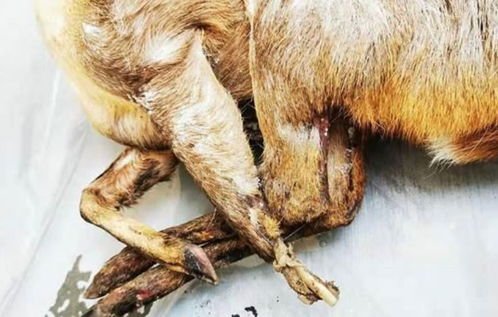 杭州多个市场仍售卖野味，为何有人举报都约束不了这些商贩？