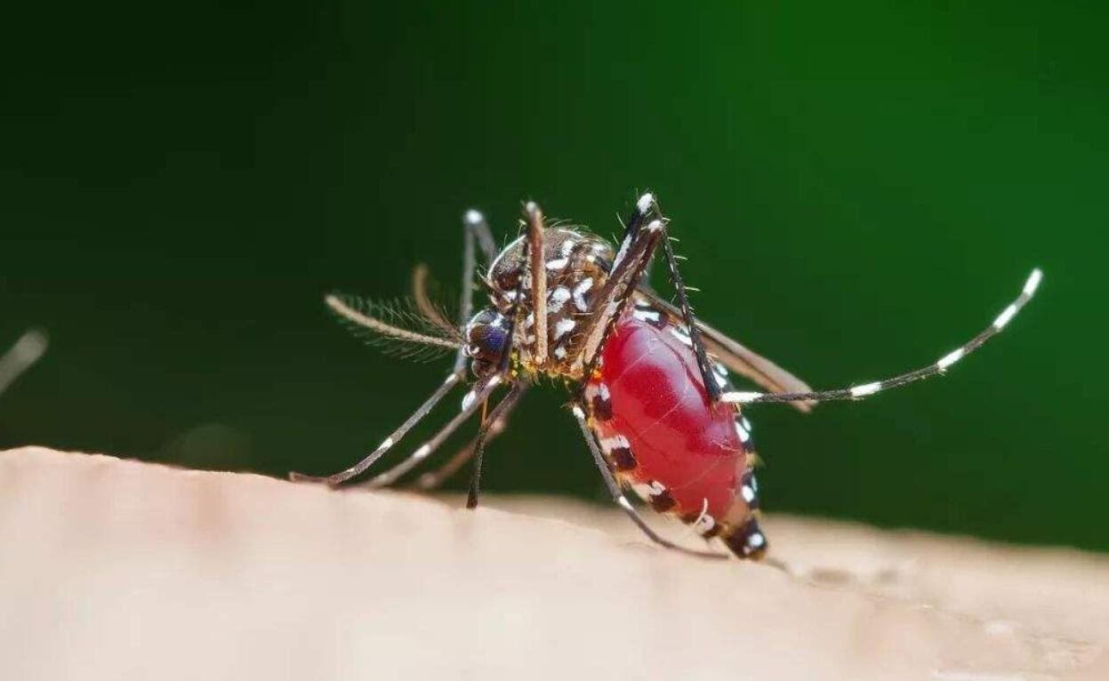 雄蚊子吃什么蚂蚁庄园