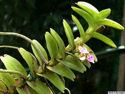 这是什么植物，求解答