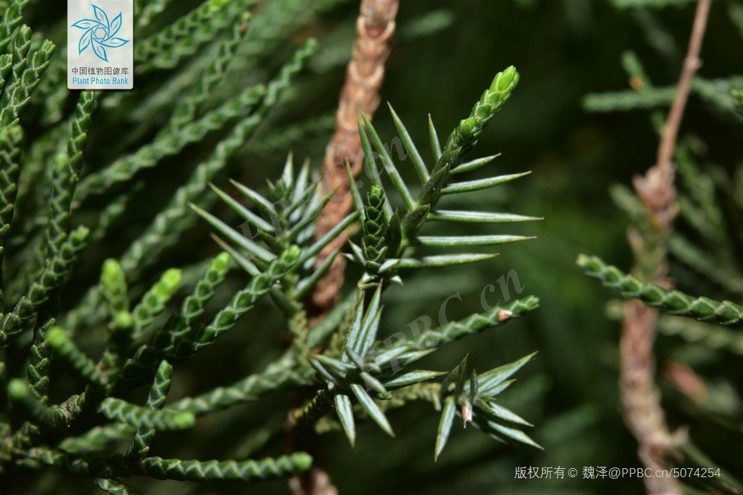 圆柏叶不就是柏树的叶子么，特意带个圆是个啥意思？