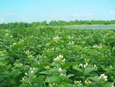 广西横县茉莉花节的节日简介