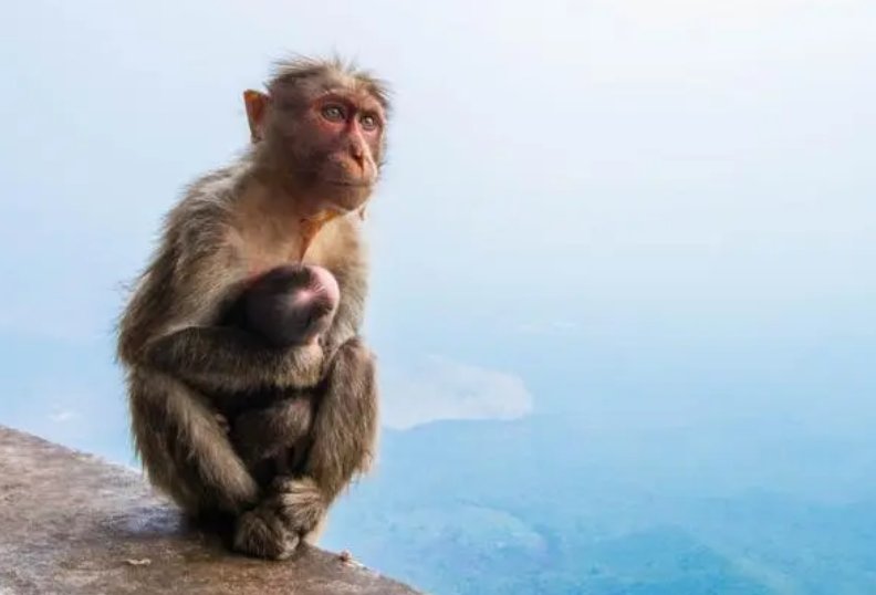 杯中之物打一正确的生肖