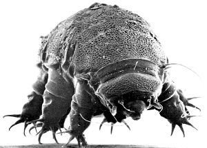 水熊虫生存能力那么强，人吃了可以消化的了吗？