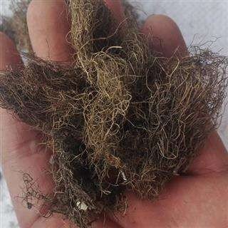 一种形如人的头发,寄生于腐烂树木上的植物叫什么？