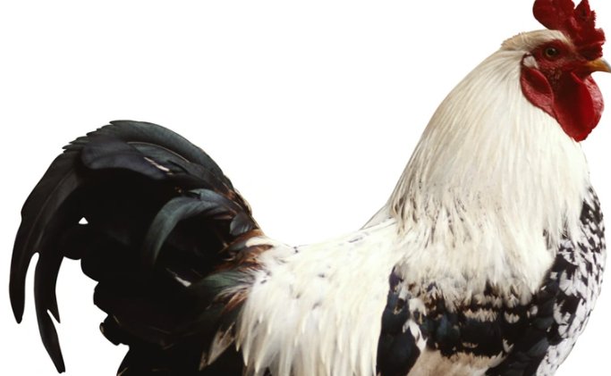 两小无猜打一生肖