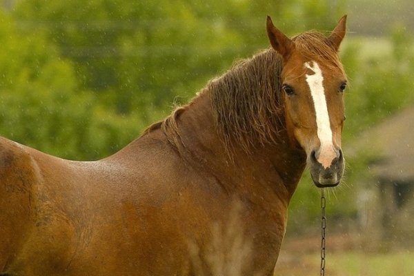 精兵猛将打一动物生肖