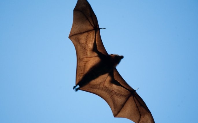 新冠病毒来源于蝙蝠？