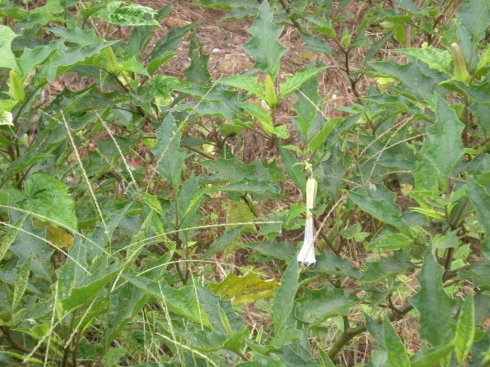 缘毛鸟足兰的栽培技术