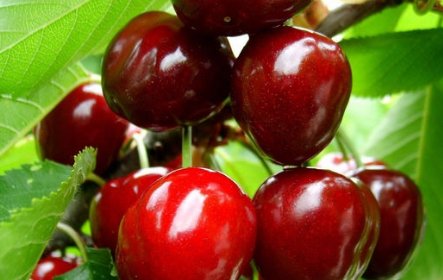 车厘子等级划分是什么？