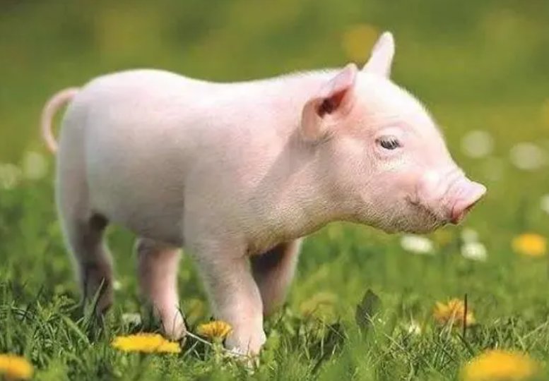 貌不惊人的意思是什么生肖