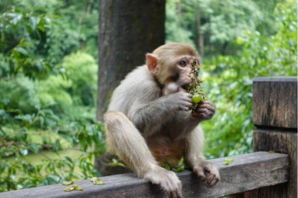 莫衷一是打一生肖