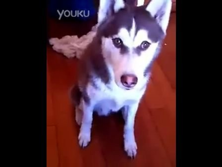 小哈米的长篇小说