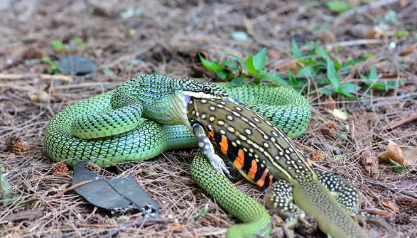 野草丛生是什么生肖？