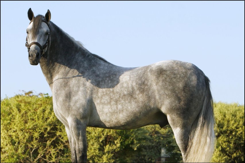 贤才君子指的是什么动物