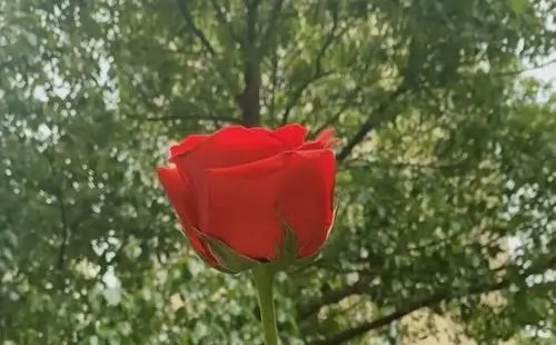 杭州退伍大学生自费准备上百朵应急玫瑰,他为何会有如此举动?